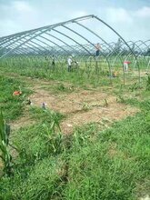 石家庄32镀锌管暖棚价格3070椭圆管图片