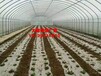 徐州蔬菜棚椭圆管架子，厂家生产在线指导安装