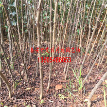 哪里有大红袍花椒苗大红袍花椒苗多少钱一棵图片