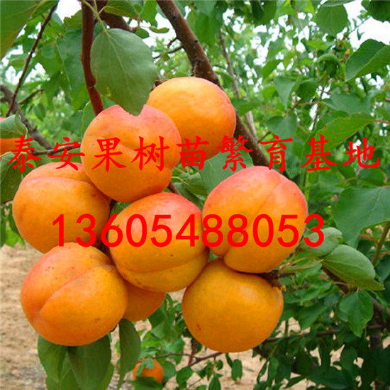 杏樹苗一畝種植多少棵 杏樹小苗哪家好