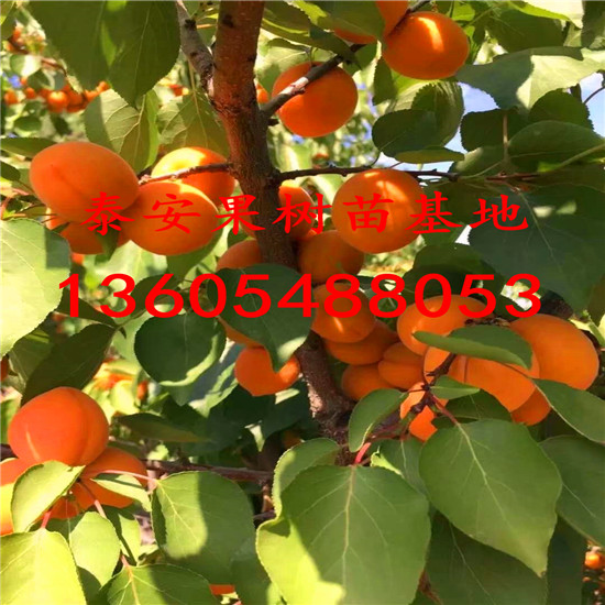 山杏樹苗品種介紹\山杏樹苗怎么種植