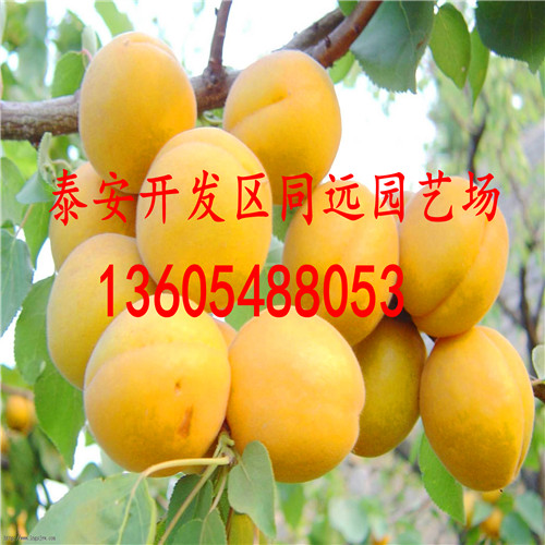 紅杏樹(shù)苗，紅杏樹(shù)苗價(jià)格
