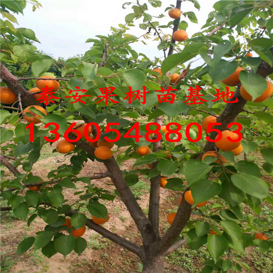 大果杏樹苗，大果杏樹苗價(jià)格