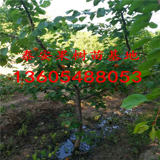 新品種杏樹苗、杏樹苗基地