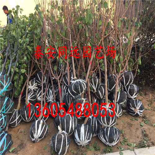 杏樹苗一畝種植多少棵 杏樹小苗哪家好