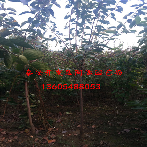 結(jié)果大的夕紅甜柿樹苗。夕紅甜柿樹苗新報(bào)價(jià)