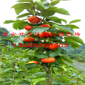 好管理的黑柿子樹苗。黑柿子樹苗信息