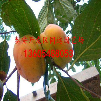 興津20甜柿樹苗品種柿子苗批發(fā)價格