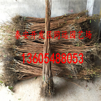 一棵無核甜柿樹苗。無核甜柿樹苗的價(jià)格