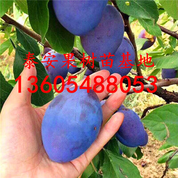 適應(yīng)性強(qiáng)的味帝李子苗、味帝李子苗哪里有賣(mài)的