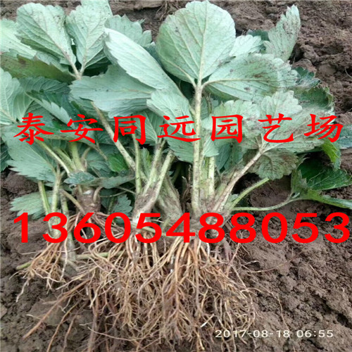 应该选择什么品种草莓苗大赛草莓苗、应该选择什么品种草莓苗新报价