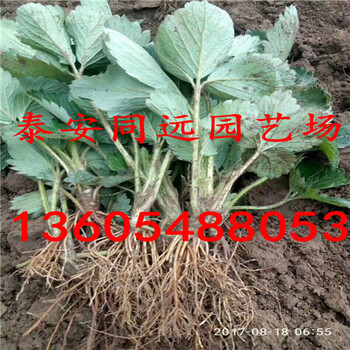 成活率高的杜克拉草莓苗、杜克拉草莓苗市場(chǎng)價(jià)格