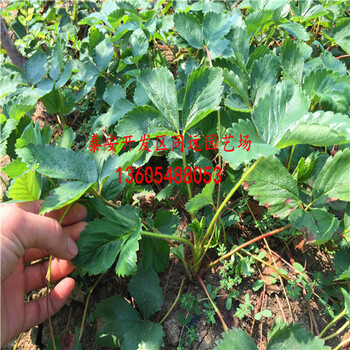 陆地草莓苗口感品种相号