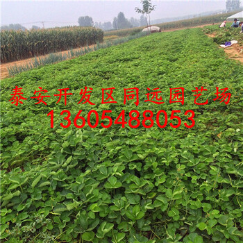 自產(chǎn)自銷豐香草莓苗、自產(chǎn)自銷主產(chǎn)區(qū)歡迎你
