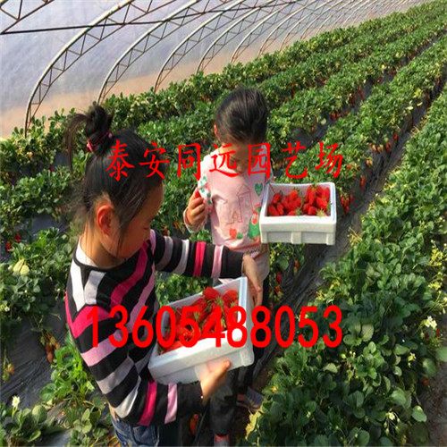 新优钻石草莓苗、新优种植条件