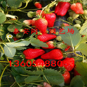 妙香草莓苗品种介绍