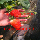 硕蜜草莓苗图片3