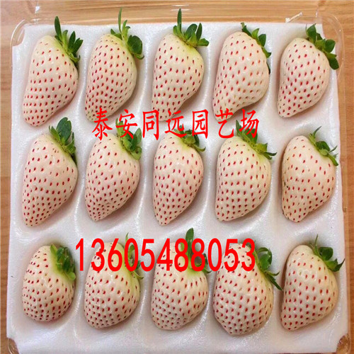 法兰地草莓苗单价多少钱一棵