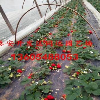 天喜草莓苗单价多少钱一棵