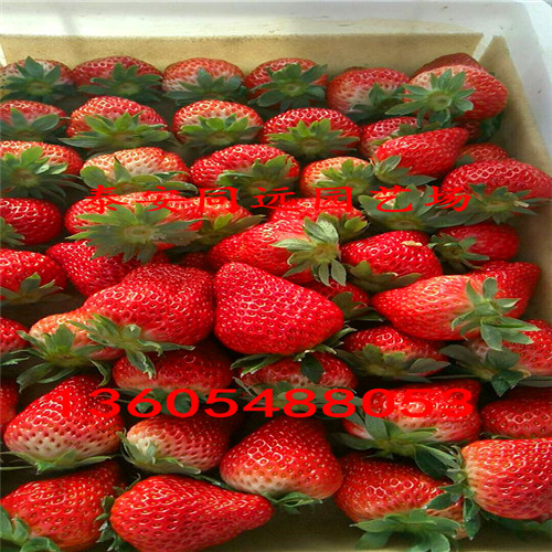 红玉草莓苗价格一览表