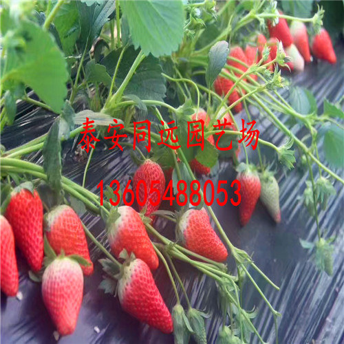 现在开始预订红颊草莓苗、现在开始预订科技示范基地
