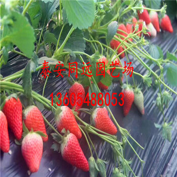 粉红熊猫草莓苗价格一览表