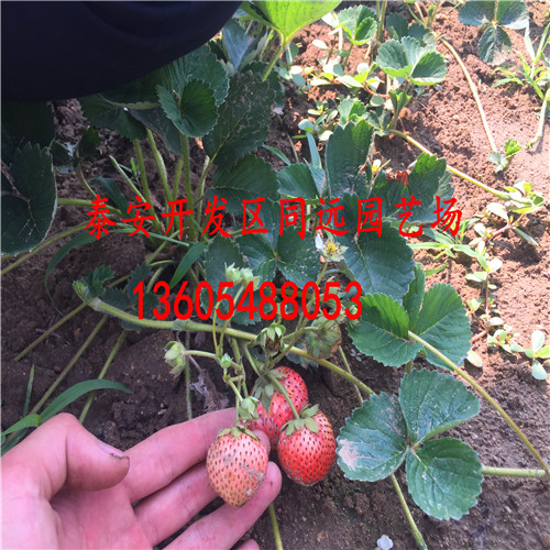 2018年艳丽草莓苗、2018年亩产多少斤