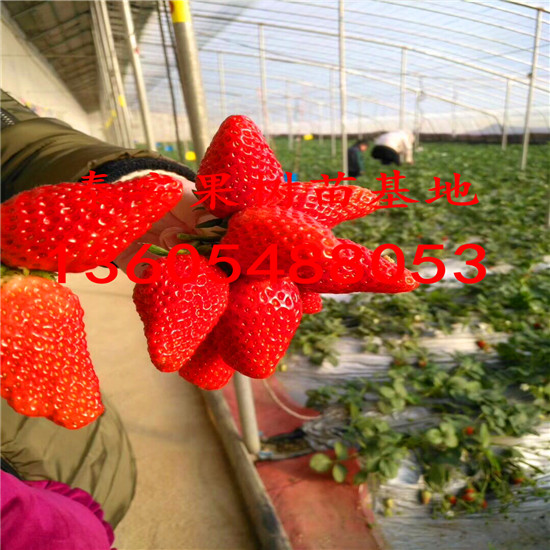 粗壮美13草莓苗、粗壮常见的病虫害方法