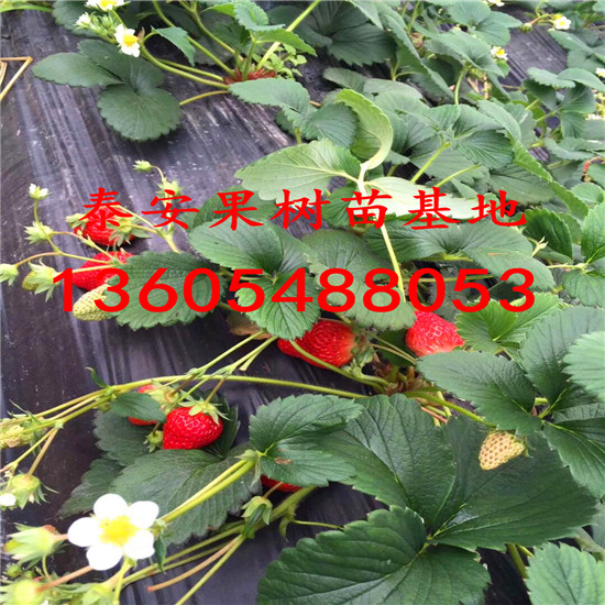 适应性强的露天草莓苗、适应性强的果园主栽品种