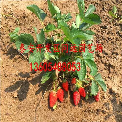 粗壮美13草莓苗、粗壮常见的病虫害方法