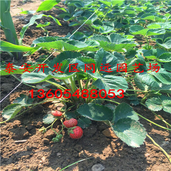 甜度高的草莓苗出售、甜度高的供应