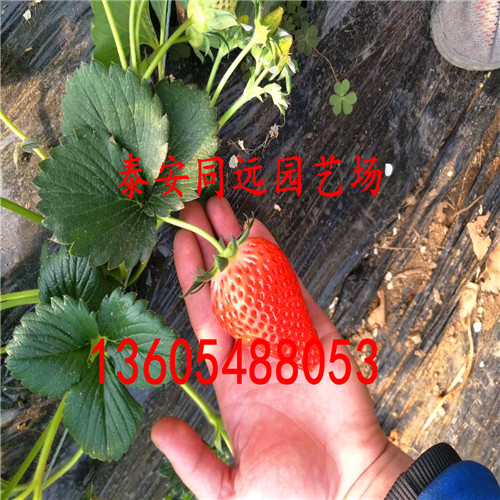 求购草莓苗、什么样子