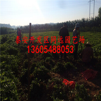 好栽植的露天草莓苗、好栽植的種植條件