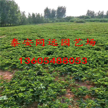培育鬼怒甘草莓苗、鬼怒甘草莓苗批發(fā)真實(shí)價(jià)格