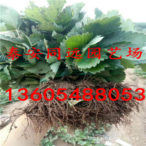 应该选择什么品种草莓苗大赛草莓苗、应该选择什么品种草莓苗新报价