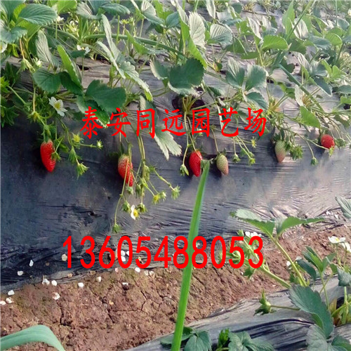 现在开始预订红颊草莓苗、现在开始预订科技示范基地