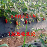 自产自销法兰地草莓苗、法兰地草莓苗几年挂果图片3