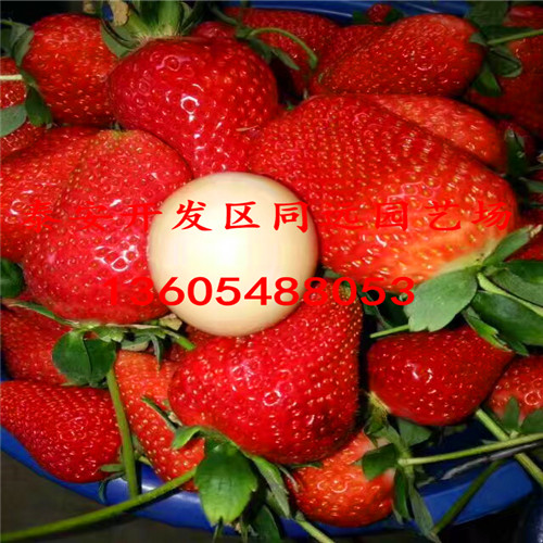 古都华草莓苗单价多少钱一棵