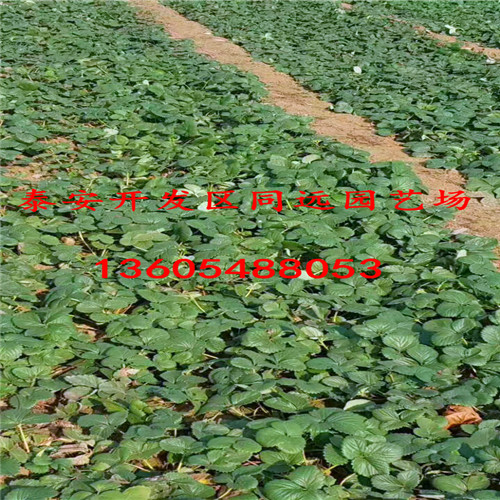 哪里有卖美德莱特草莓苗、美德莱特草莓苗适合什么地区栽植