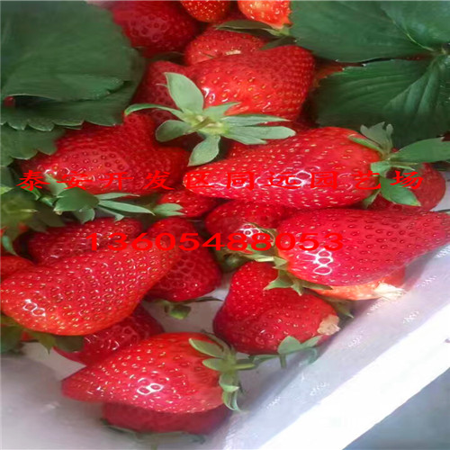 雪兔草莓苗当年结果草莓苗