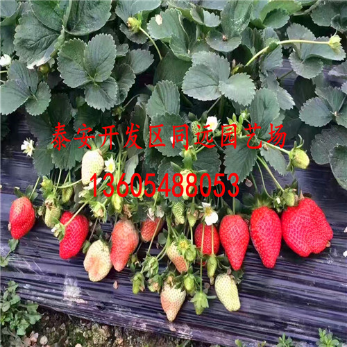 自产自销法兰地草莓苗、法兰地草莓苗几年挂果