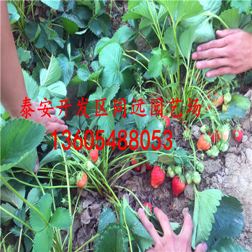 嫁接红光一号草莓苗、红光一号草莓苗栽植技术