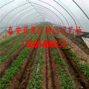 新優(yōu)草莓苗出售、新優(yōu)立體栽培效益可觀