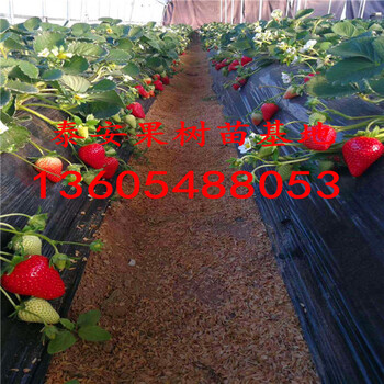 病虫害少的久能早生草莓苗、久能早生草莓苗批发出售