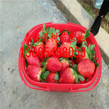 自产自销法兰地草莓苗、法兰地草莓苗几年挂果图片4