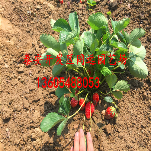 红颜草莓苗品种介绍