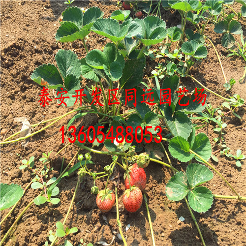 1公分妙香7号草莓苗、妙香7号草莓苗用什么授粉树