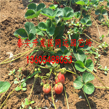 2年生天喜草莓苗、天喜草莓苗主要產(chǎn)自哪里