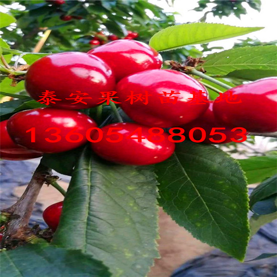 黑兰特樱桃一株多少钱、每亩栽种多少棵黑兰特樱桃