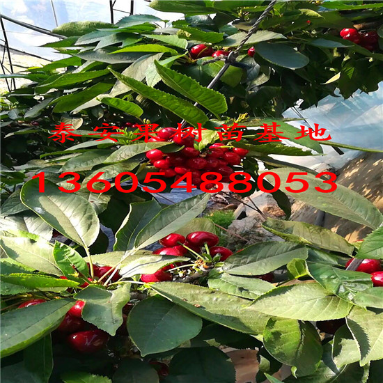 高產(chǎn)的吉塞拉砧木，吉塞拉砧木一畝大棚櫻桃種植利潤(rùn)